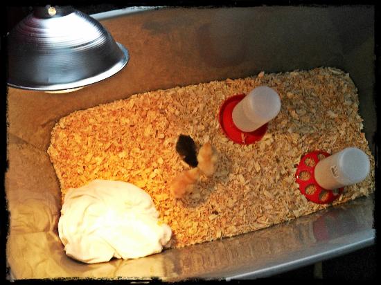 To be a chicken keeper or not to be, that is the question